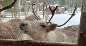 Власти Коми призвали увеличить поставки оленины в школы и больницы
