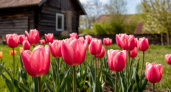 Секрет шикарных тюльпанов: 2 ложки на клумбу в апреле — цветут ярко и долго, как на французских полях
