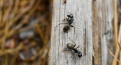 Сыплю на муравейник и его жители разбегаются в панике: забыла про муравьев на все лето - мой простой и рабочий метод, рассказываю