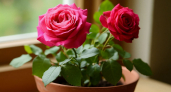 Никакой холодной воды: 4 действия с розами - букет стоит 3 недели, вода без капли гнили