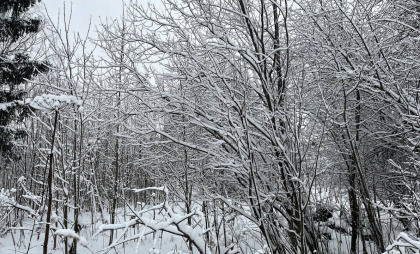 Зима без резких перемен: морозы и снег ожидают жителей Коми 4 февраля