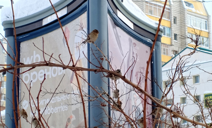 Прогноз погоды в Республике Коми на 5 марта: синоптики предупреждают о морозах до -38 градусов