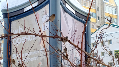 Синоптики спрогнозировали сильные снегопады и похолодание в Коми 8 апреля